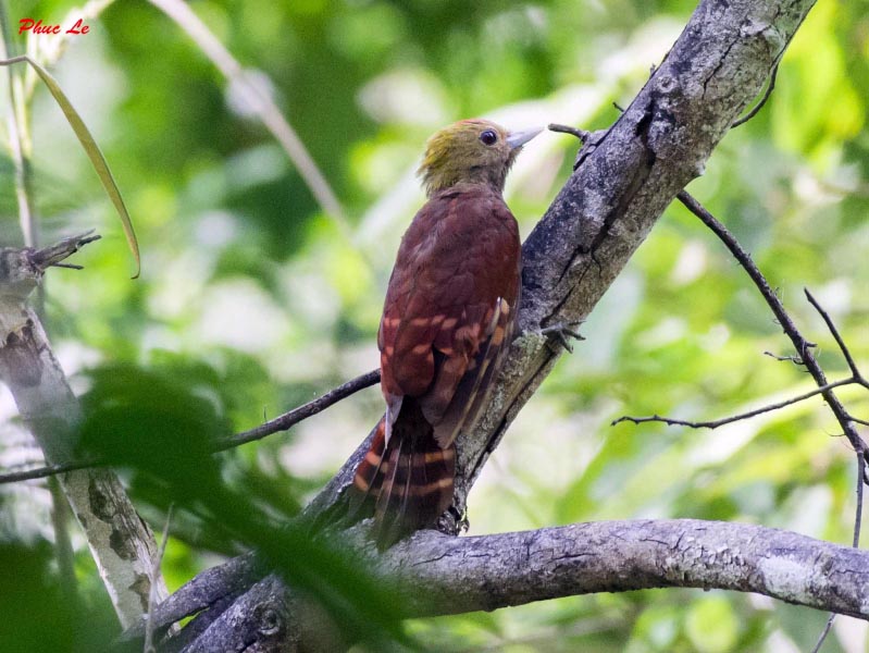 Birds of South East Asia