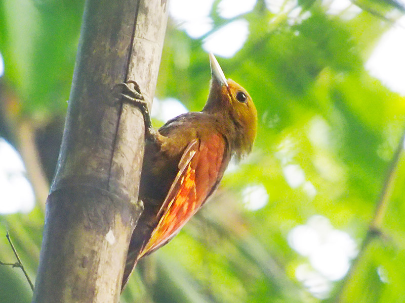 Birds of South East Asia