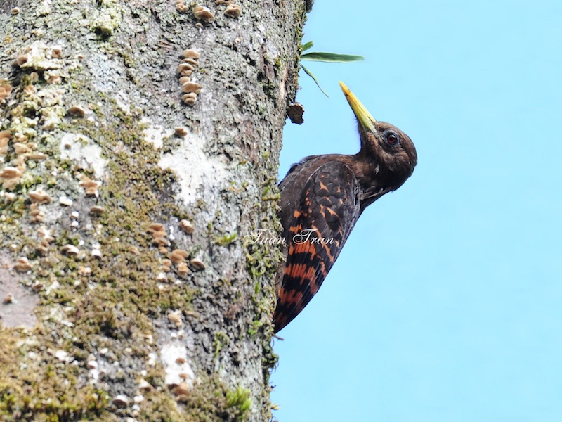 Birds of South East Asia