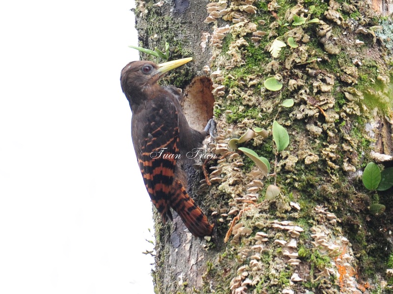 Birds of South East Asia