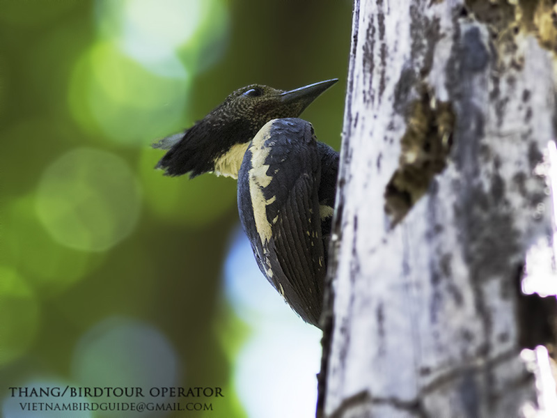 Birds of South East Asia