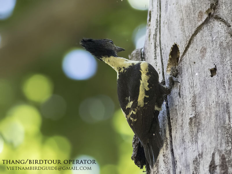 Birds of South East Asia