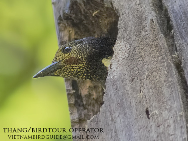 Birds of South East Asia