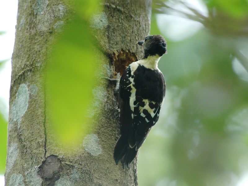 Birds of South East Asia
