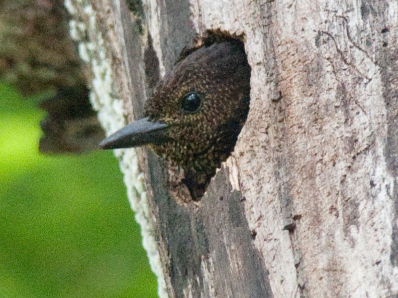 Birds of South East Asia