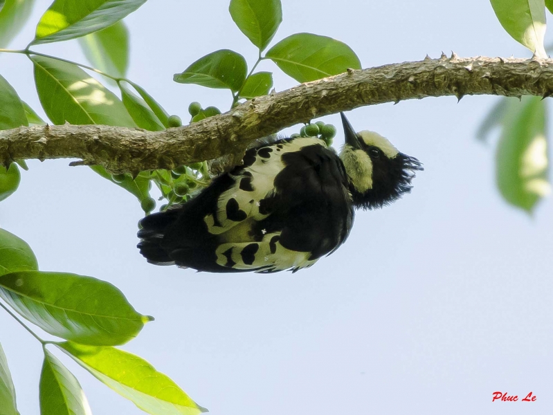 Birds of South East Asia