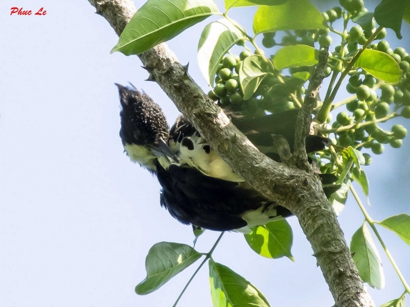 Birds of South East Asia
