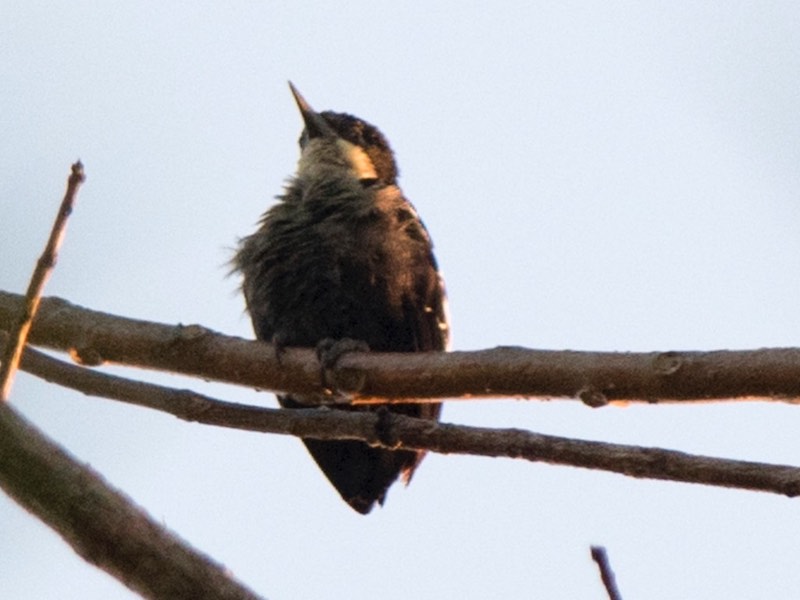 Birds of South East Asia