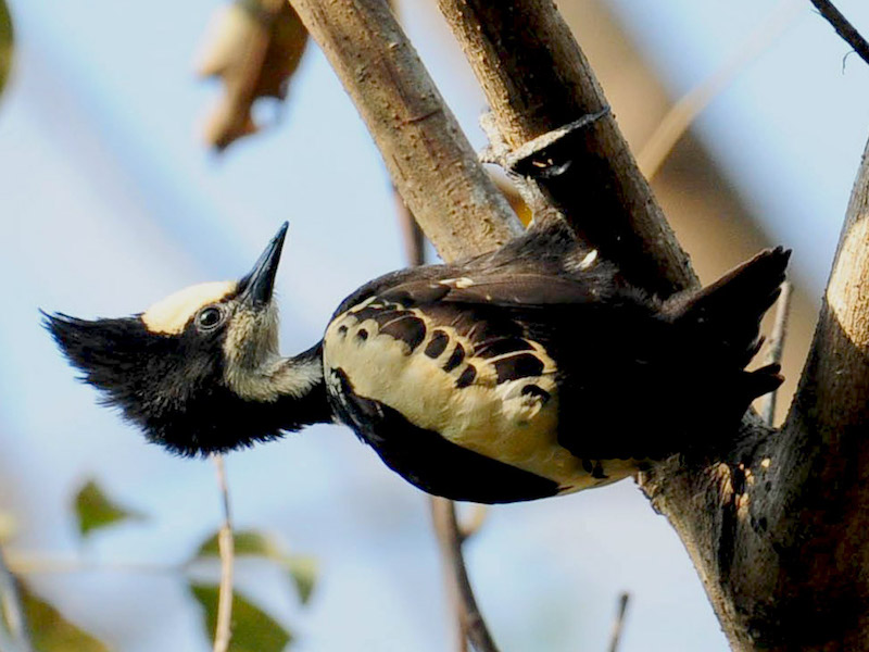 Birds of South East Asia