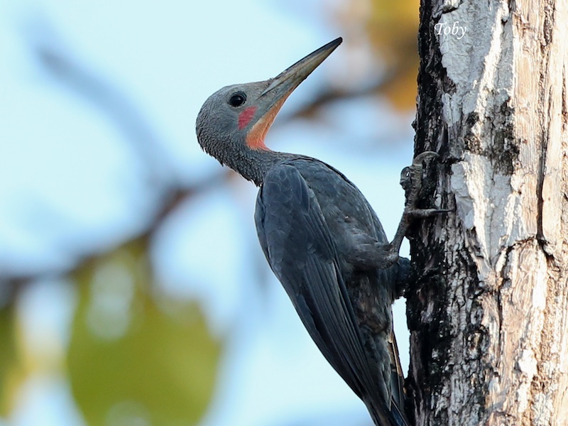 Birds of South East Asia