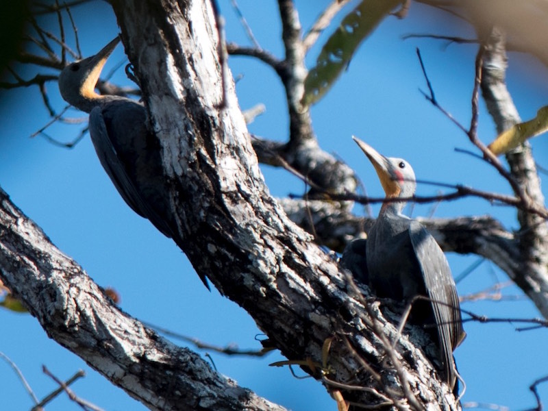 Birds of South East Asia