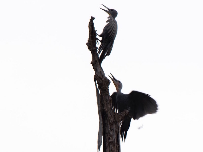 Birds of South East Asia