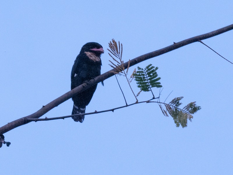 Birds of South East Asia