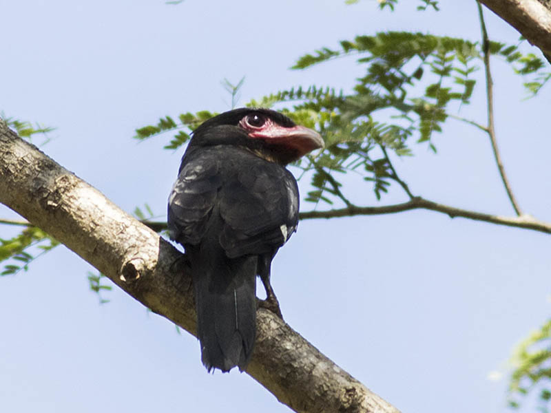 Birds of South East Asia