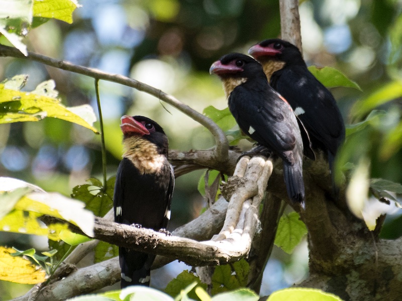 Birds of South East Asia