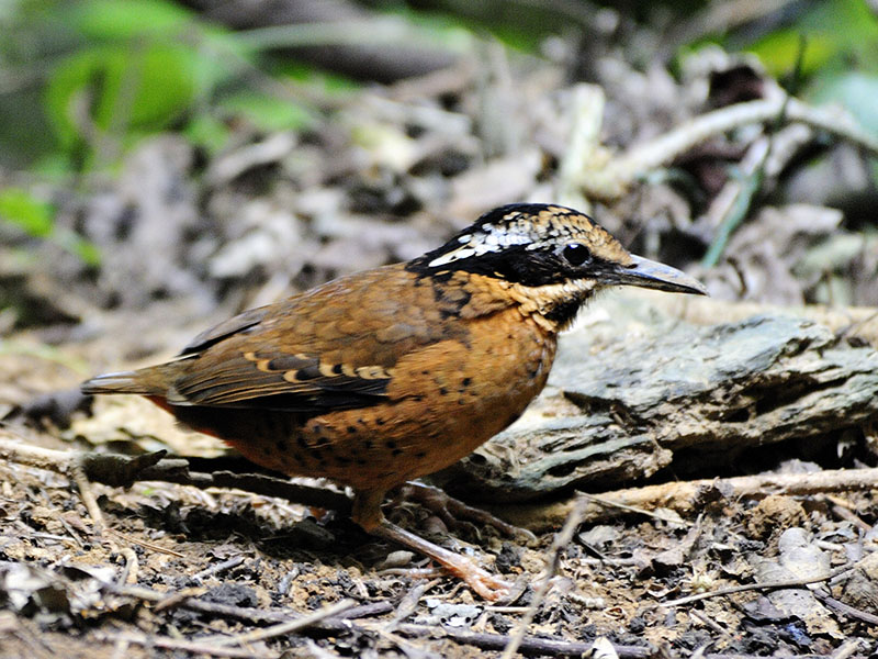 Birds of South East Asia