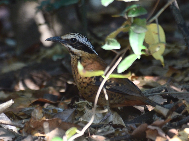 Birds of South East Asia