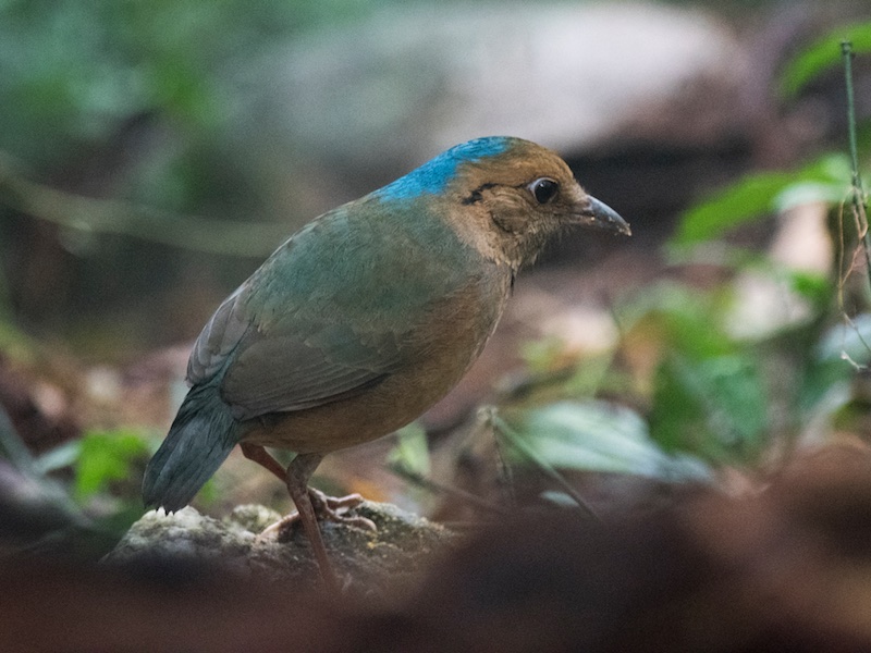 Birds of South East Asia