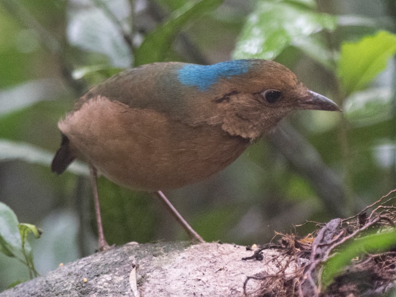 Birds of South East Asia