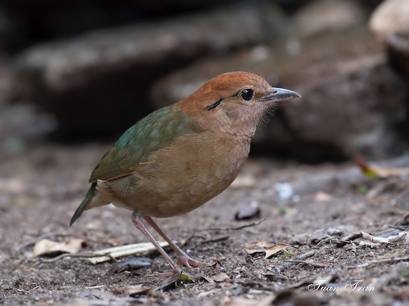 Birds of South East Asia