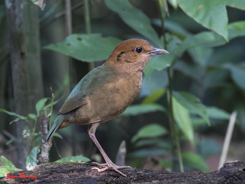 Birds of South East Asia