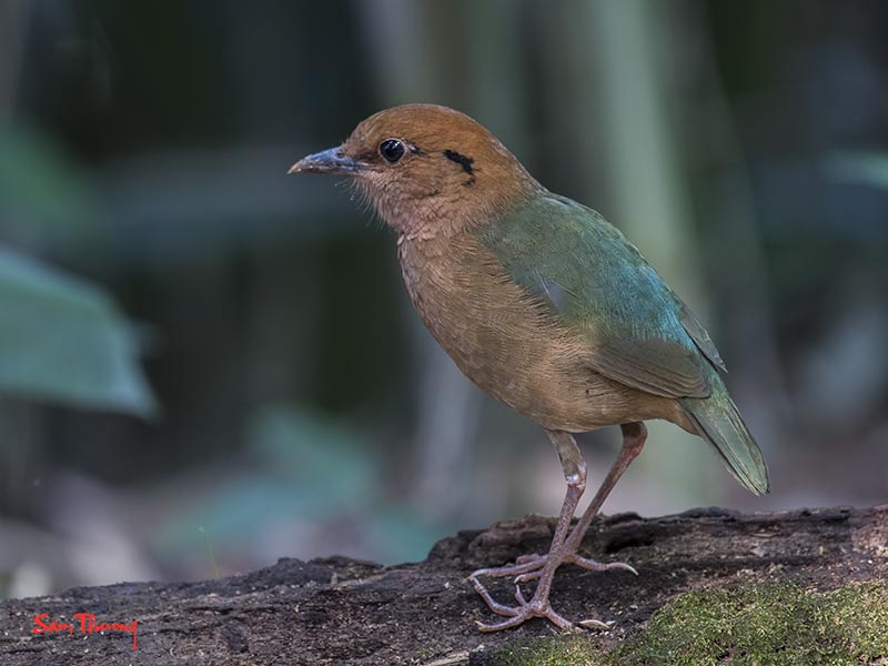 Birds of South East Asia