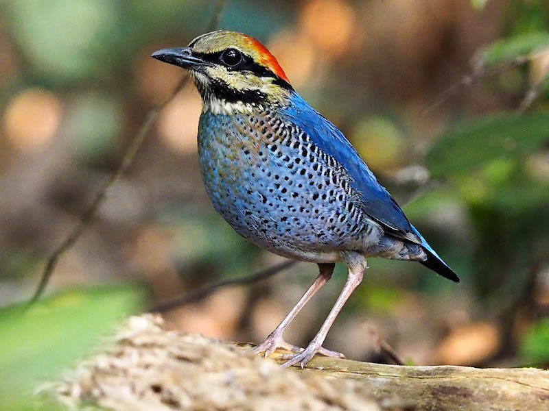 Birds of South East Asia