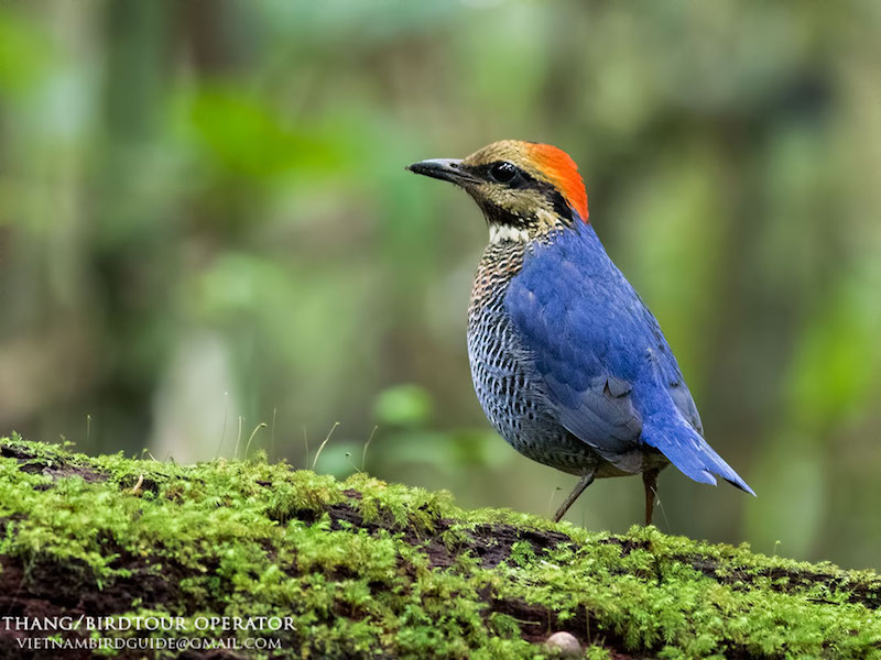 Birds of South East Asia