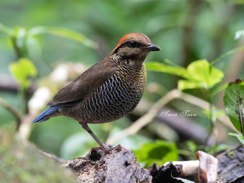 Birds of South East Asia