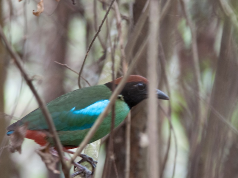 Birds of South East Asia