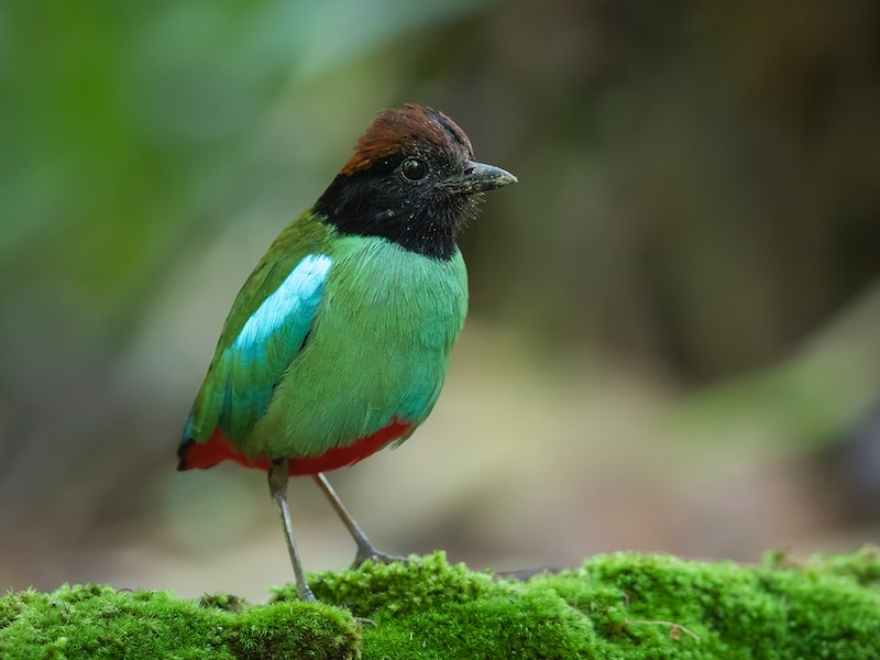 Birds of South East Asia