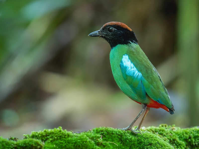 Birds of South East Asia