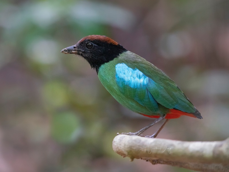 Birds of South East Asia