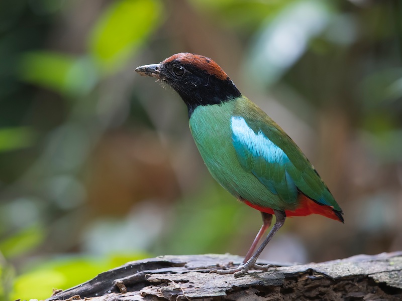 Birds of South East Asia