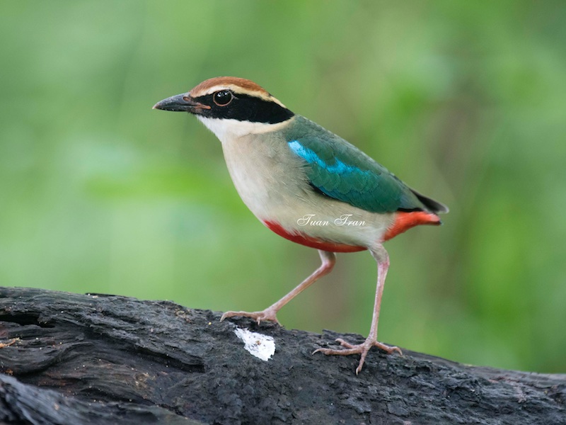 Birds of South East Asia
