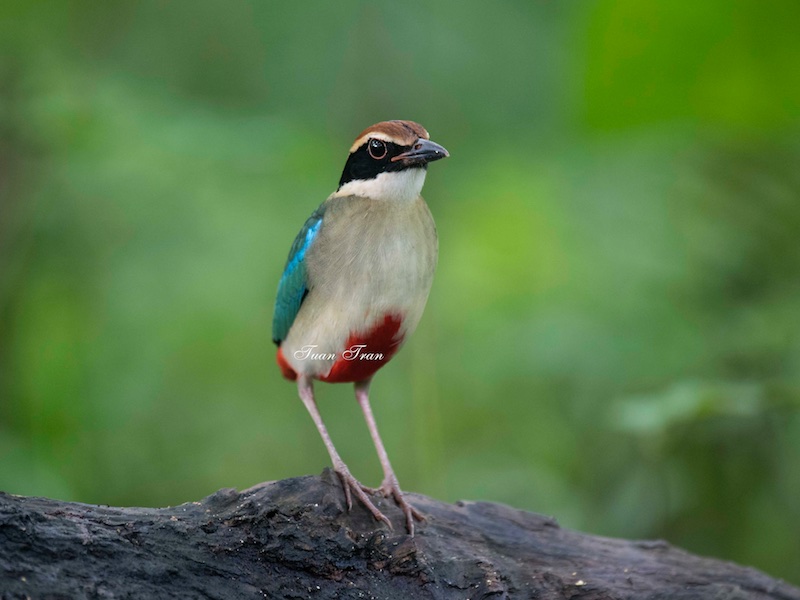 Birds of South East Asia