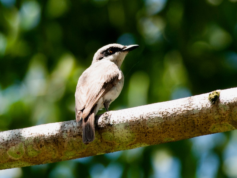 Birds of South East Asia