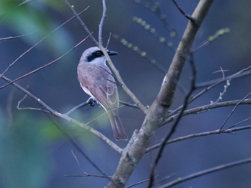 Birds of South East Asia