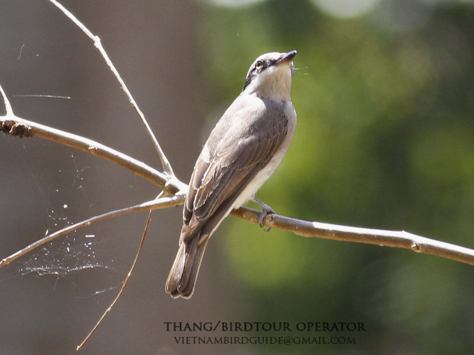 Tephrodornis virgatus