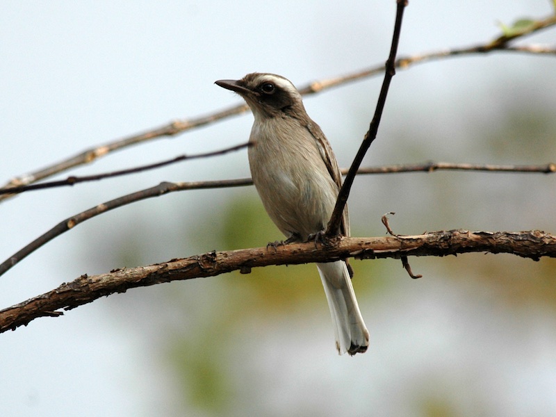 Birds of South East Asia