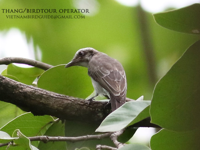Birds of South East Asia