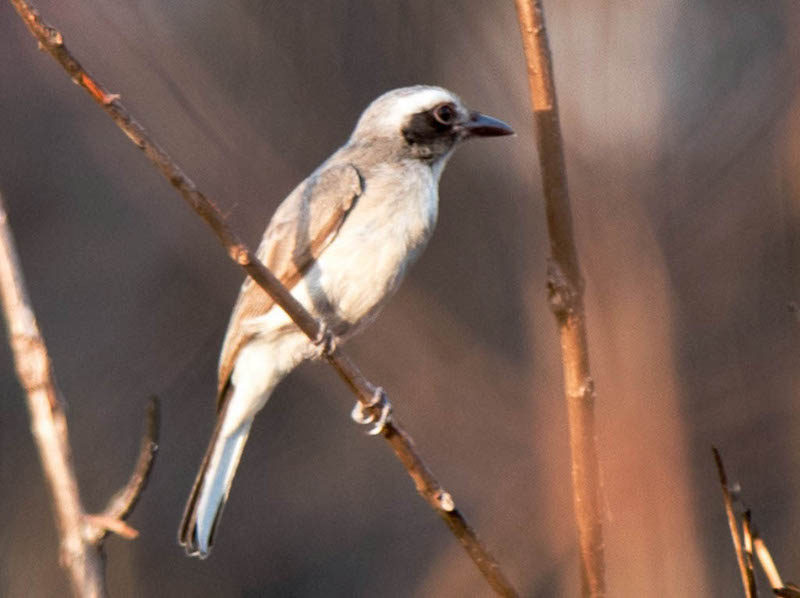 Tephrodornis pondicerianus