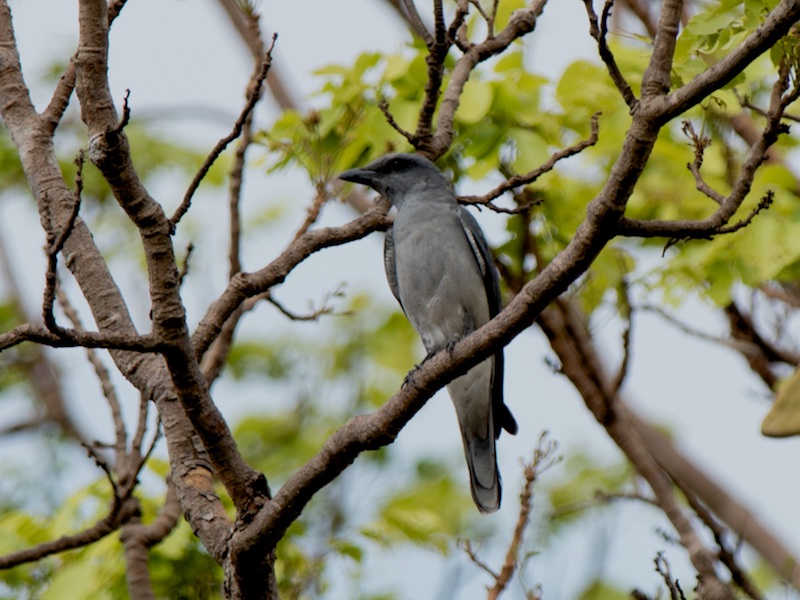 Birds of South East Asia