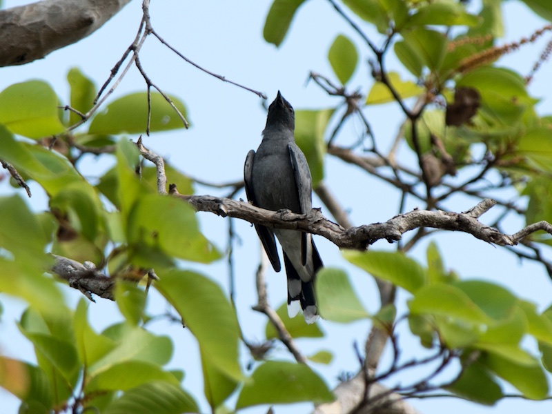 Birds of South East Asia