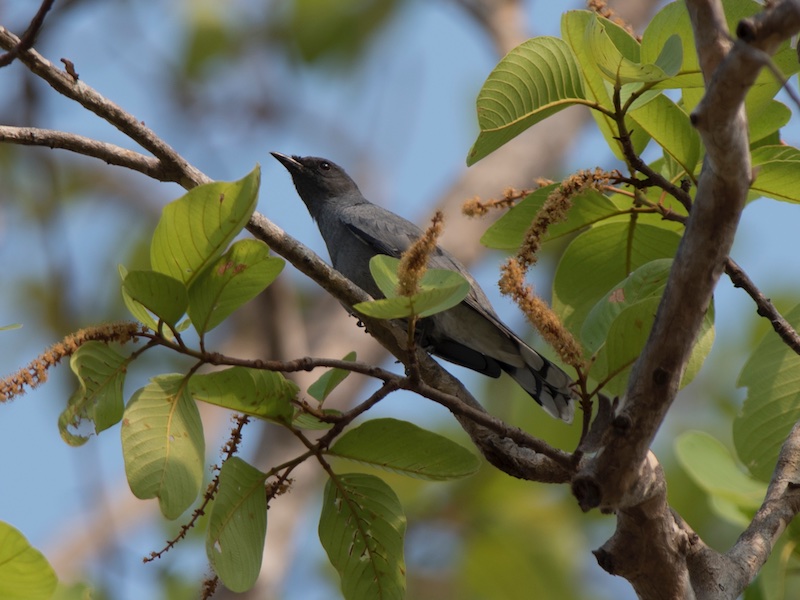 Birds of South East Asia