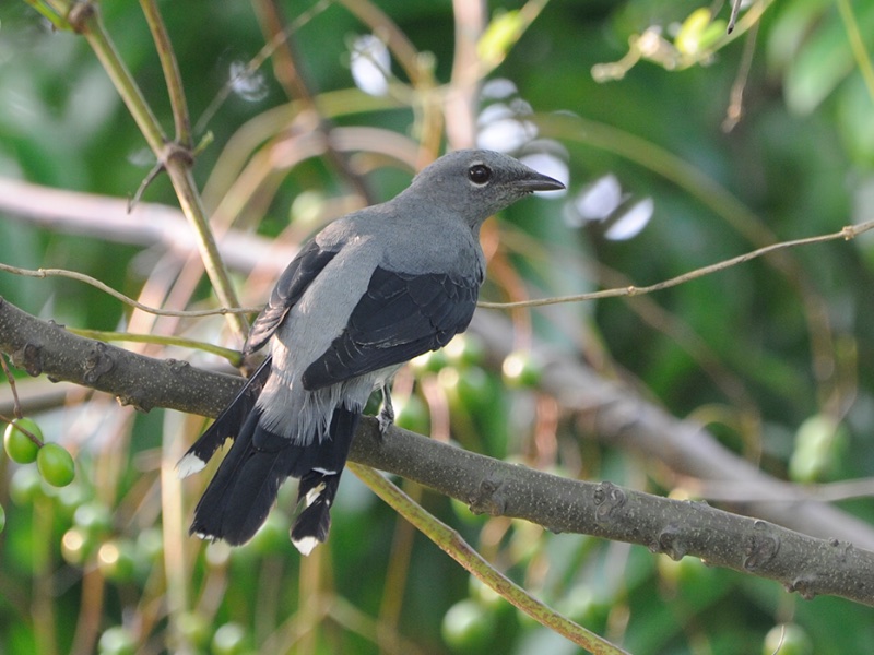 Birds of South East Asia
