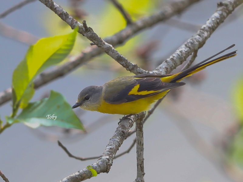 Birds of South East Asia