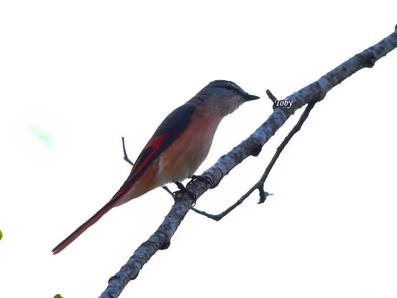Birds of South East Asia