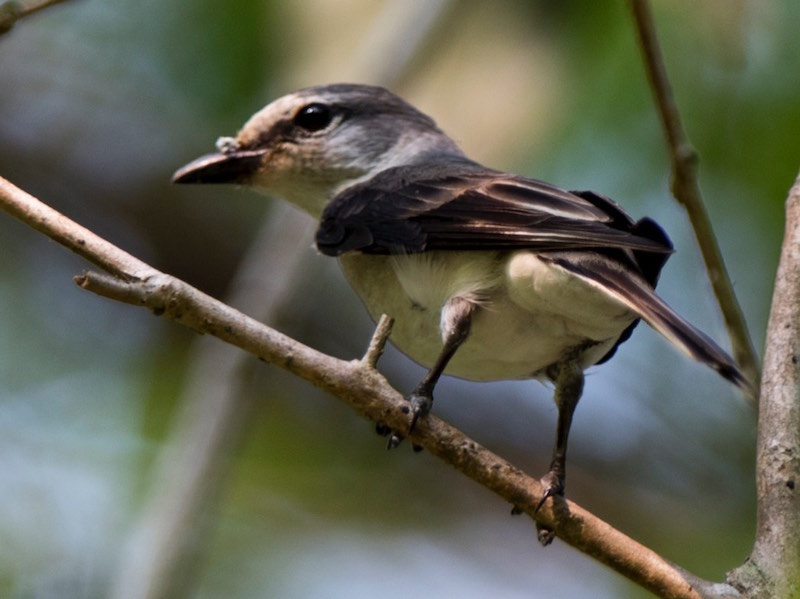 Birds of South East Asia