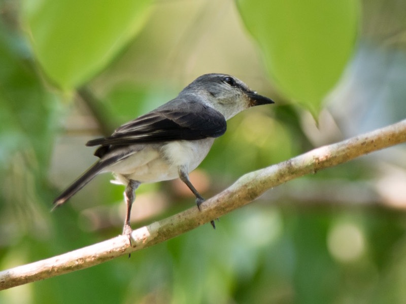 Birds of South East Asia